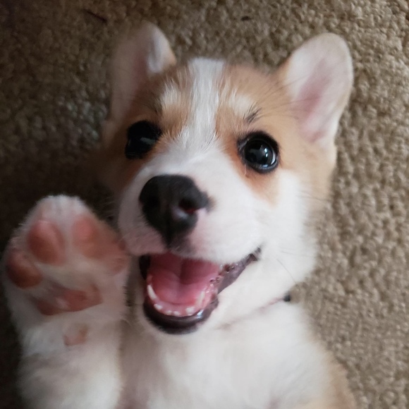 Meet your Posher, Melanie - Picture 1 of 1